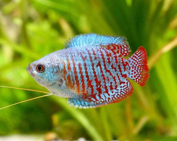 Cobalt Dwarf Gourami