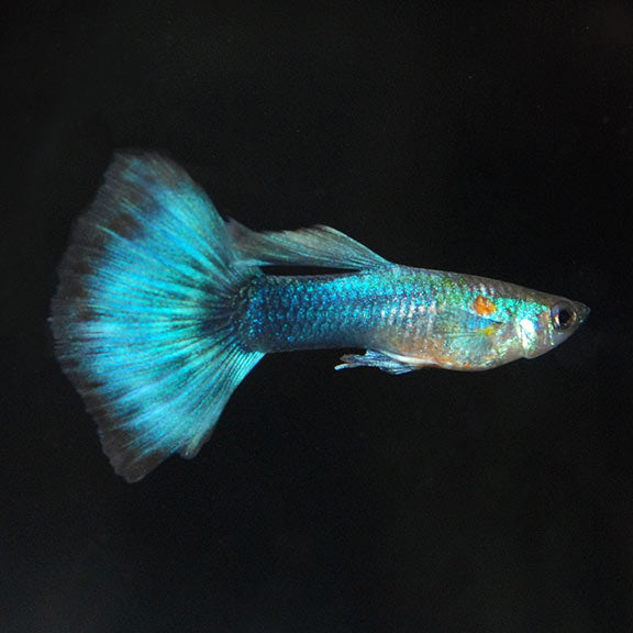 Gupy samec neon blue