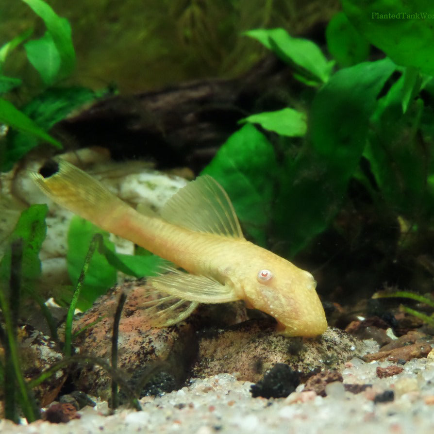 Ancistrus albino