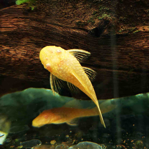 Ancistrus albino