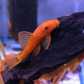 Ancistrus sp. super red