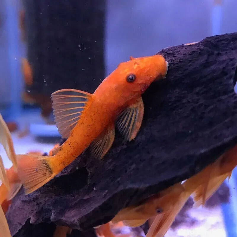 Ancistrus sp. super red