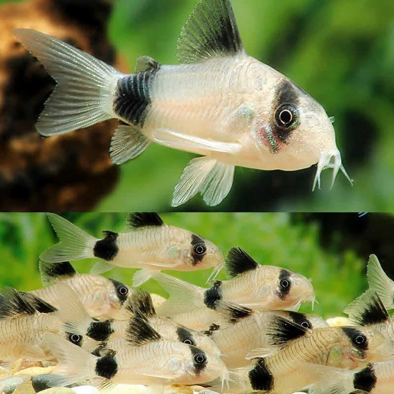 Somič Corydoras Panda