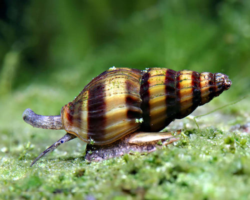 Anentome helena