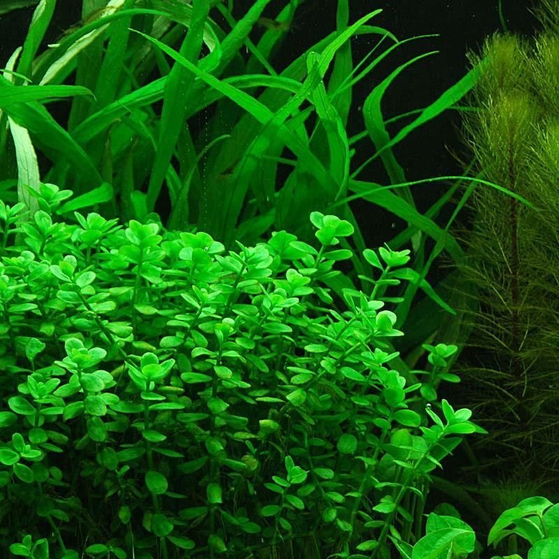 Bacopa caroliniana