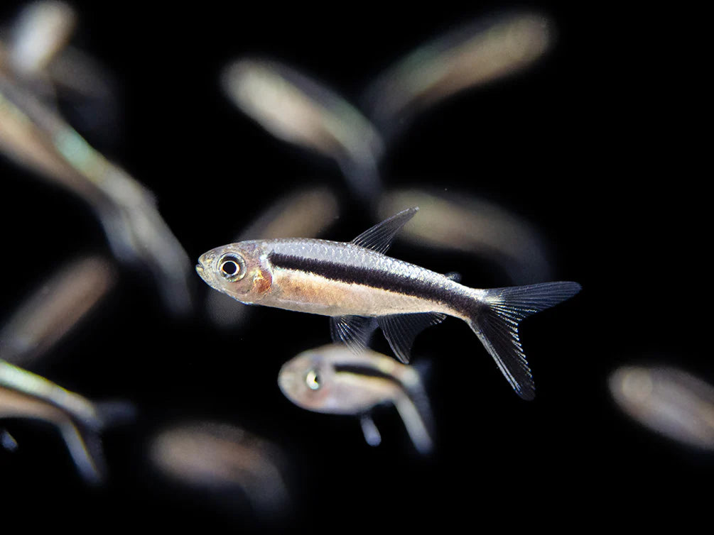 Tetra pingvin