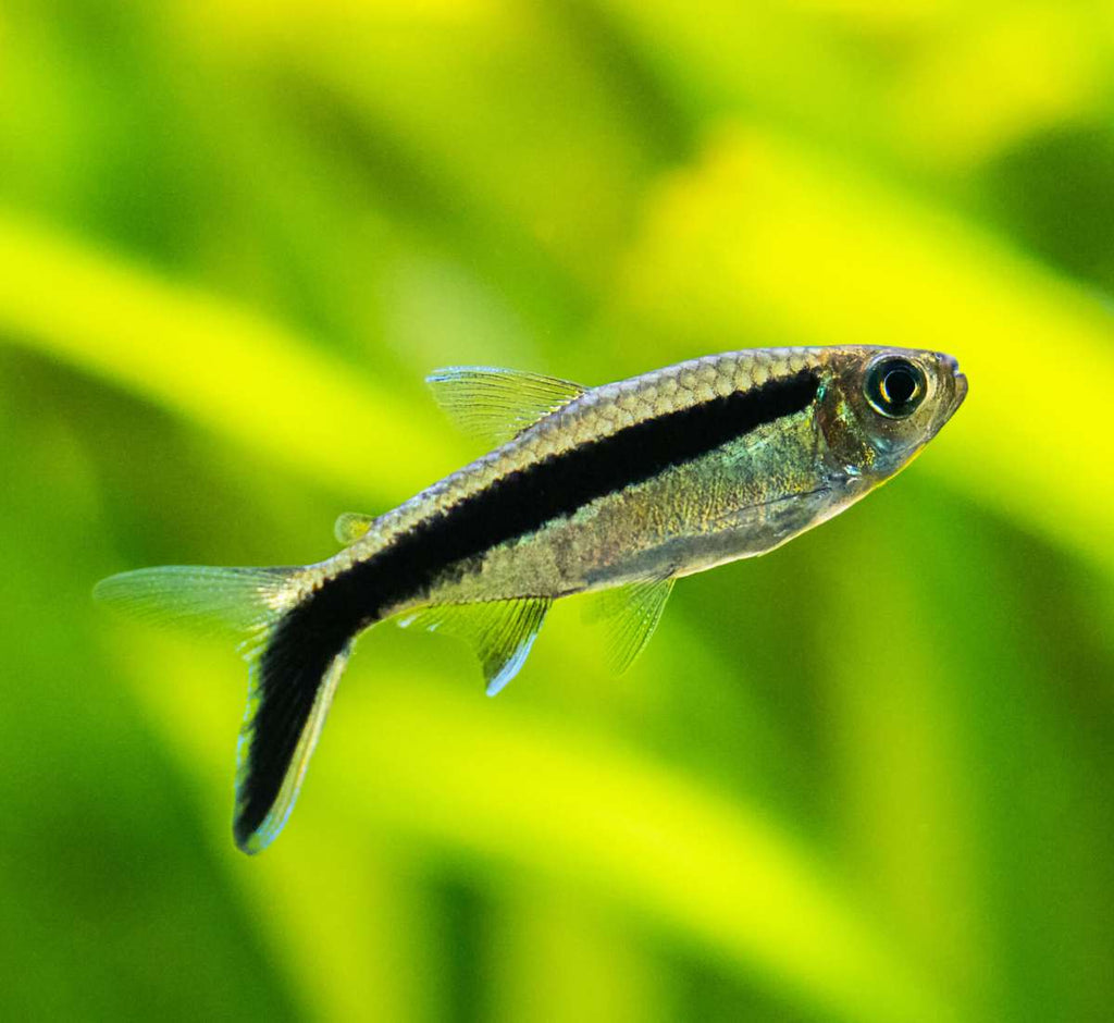 Tetra pingvin