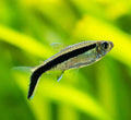 Tetra pingvin
