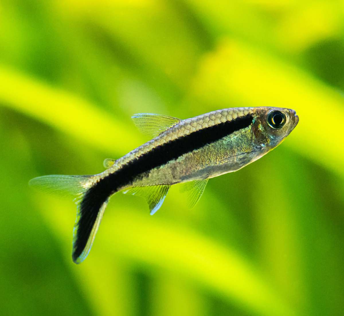 Tetra pingvin