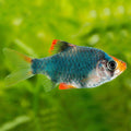 Zelena Sumatranka