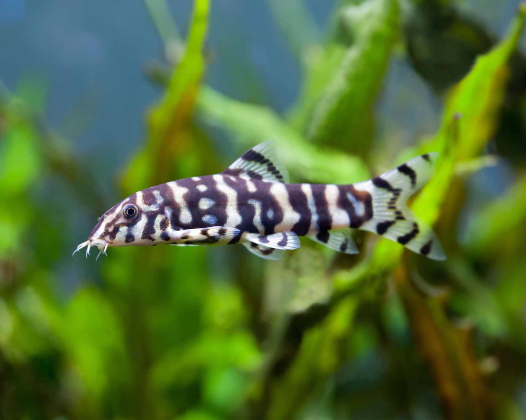 Botia lohachata