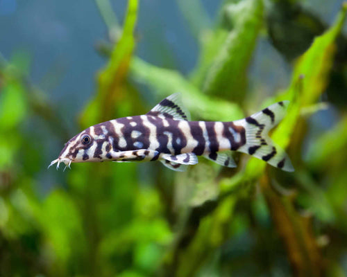 Botia lohachata