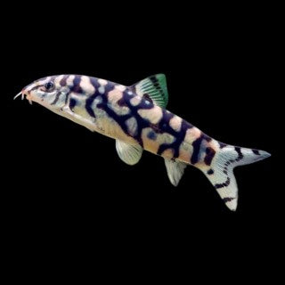 Botia lohachata
