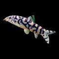Botia lohachata