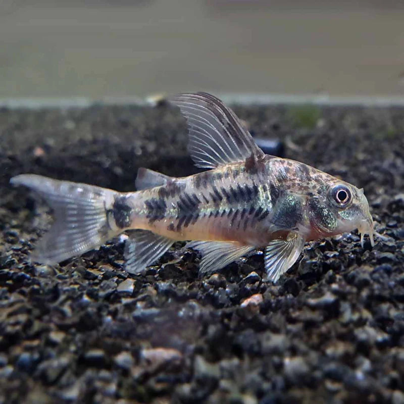 Corydoras paleatus
