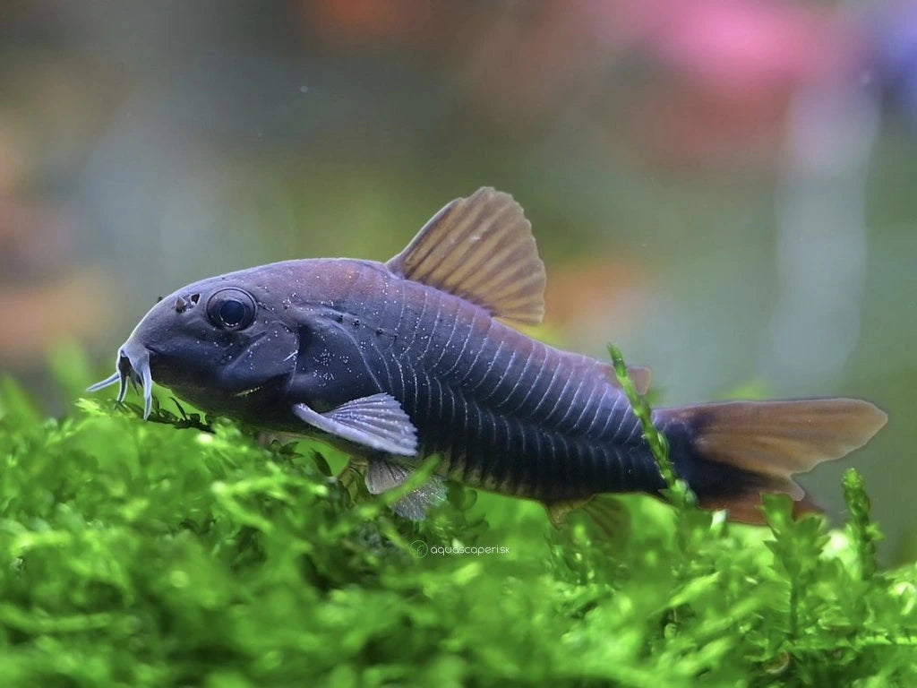 Corydoras sp. black venezuela