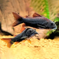 Corydoras sp. black venezuela