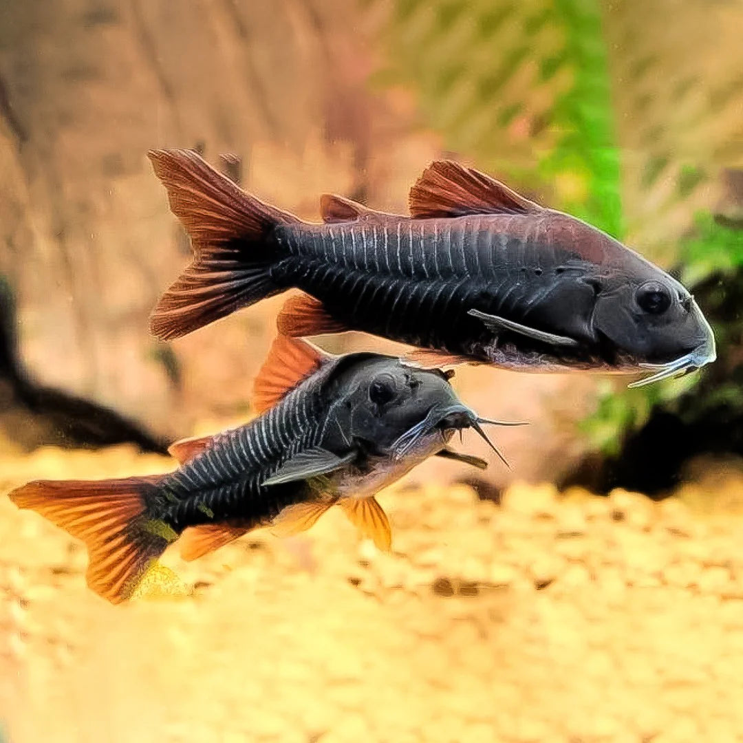 Corydoras sp. black venezuela