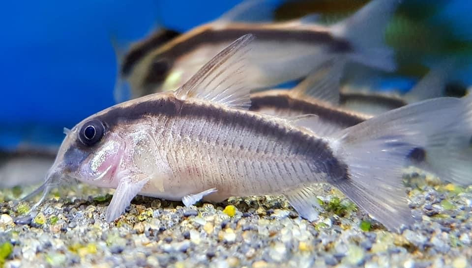 Corydoras arcuatus