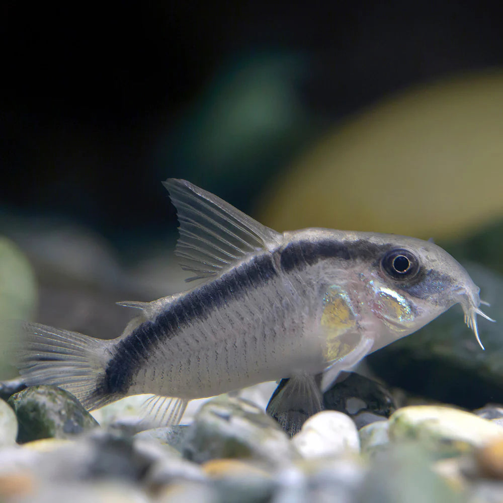Corydoras arcuatus