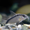 Corydoras arcuatus