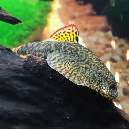 Hribovski prisesnik Pseudogastromyzon myersi