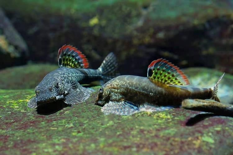 Hribovski prisesnik Pseudogastromyzon myersi