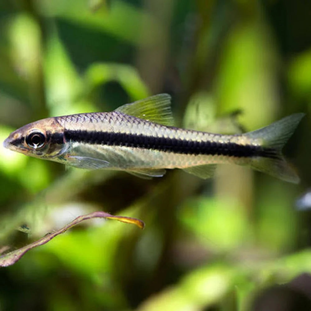 Siamska lisička Crossocheilus siamensis