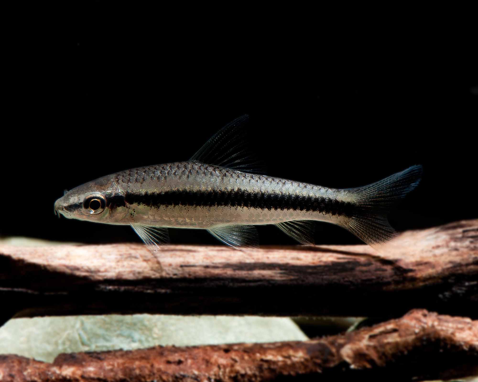 Siamska lisička Crossocheilus siamensis