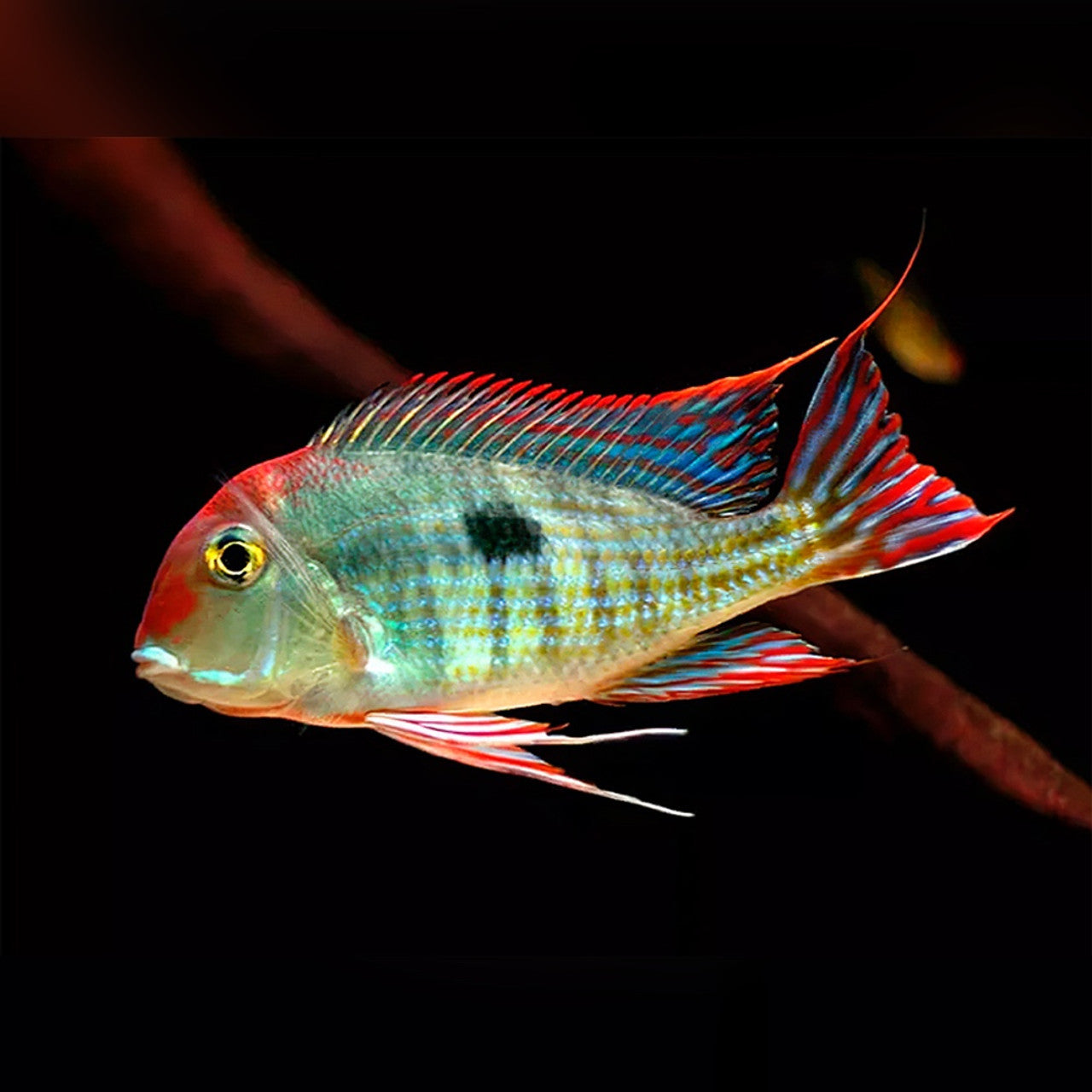 Geophagus sp. red head Tapajos