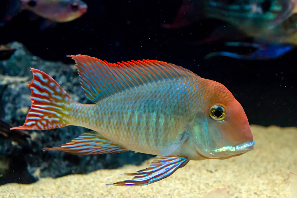 Geophagus sp. red head Tapajos