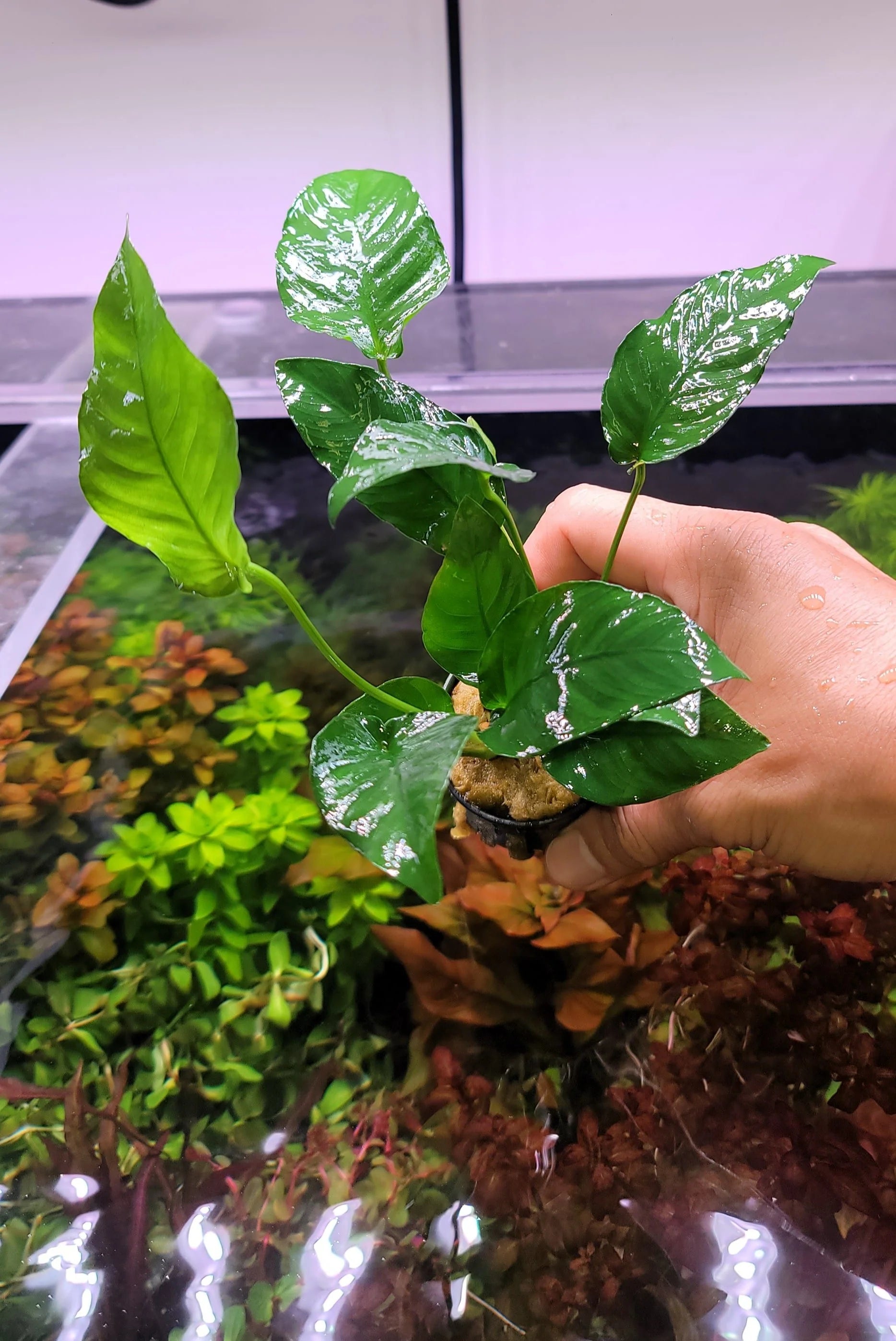 Anubias barteri striped