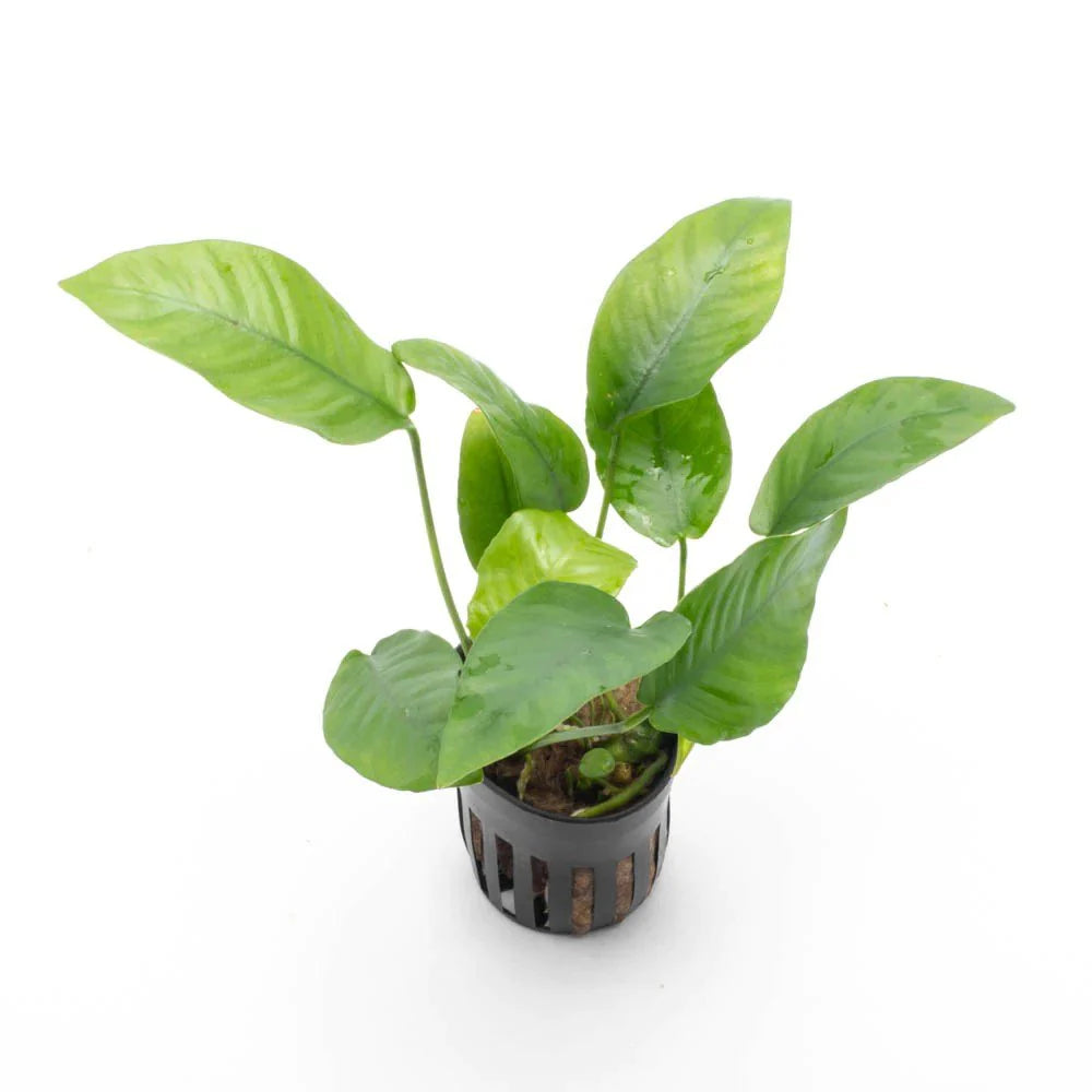 Anubias barteri striped