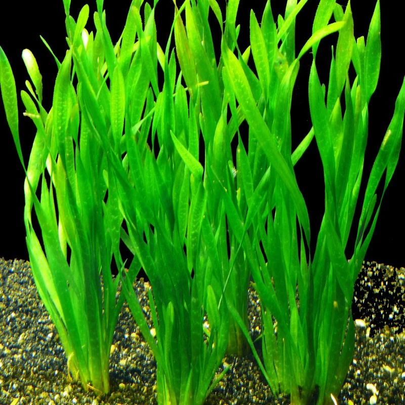 Vallisneria corkscrew