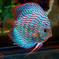 Diskus Brilliant Turquoise