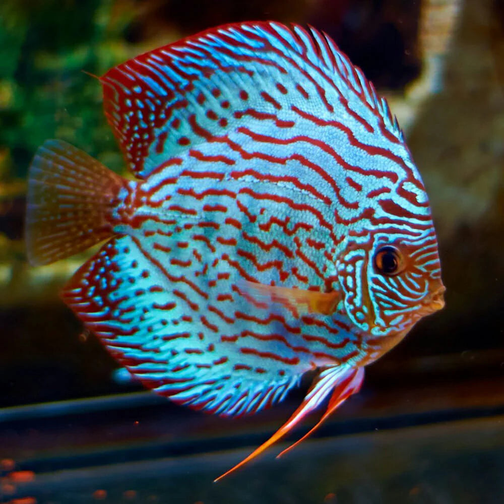 Diskus Brilliant Turquoise