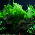 Echinodorus bleheri