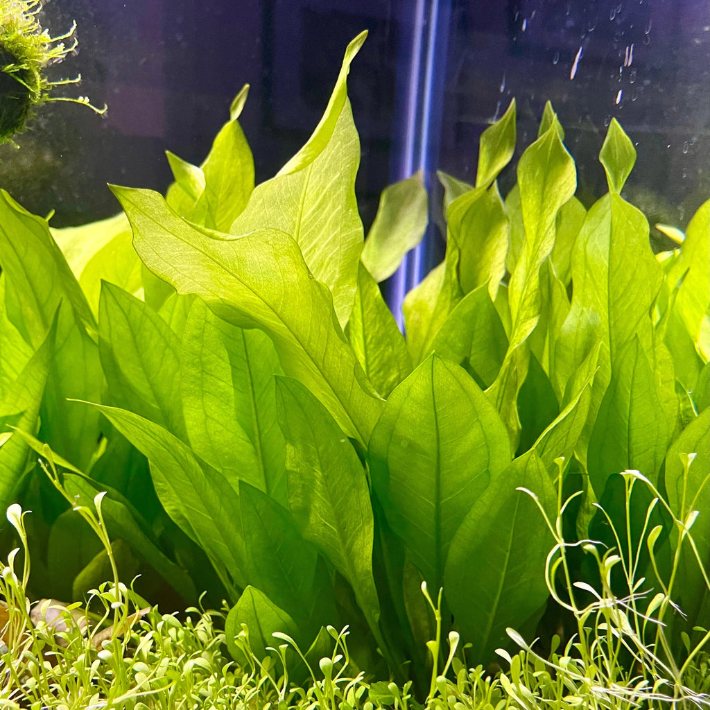 Echinodorus bleheri
