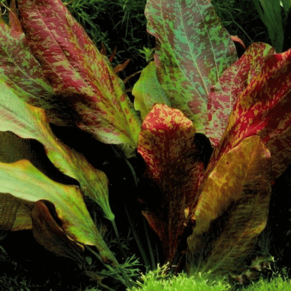 Echinodorus Ozelot Red