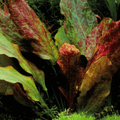 Echinodorus Ozelot Red
