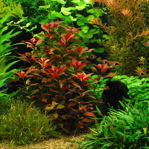 Ludwigia repens