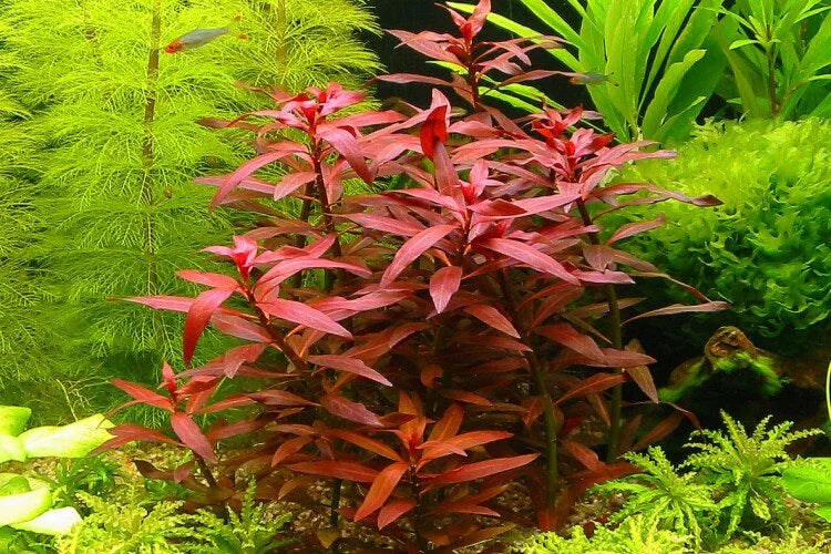 Ludwigia peruensis