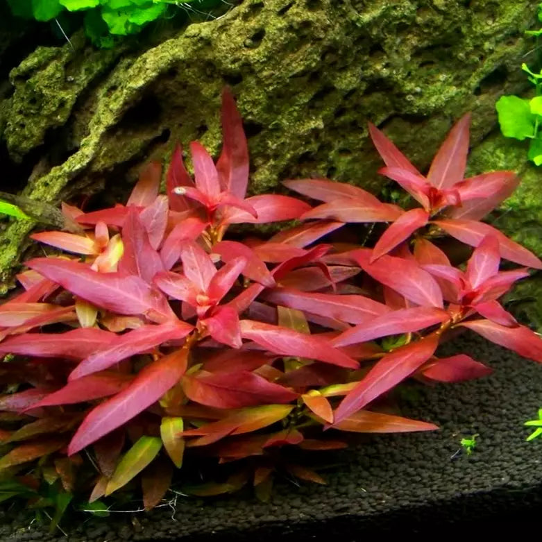Ludwigia peruensis