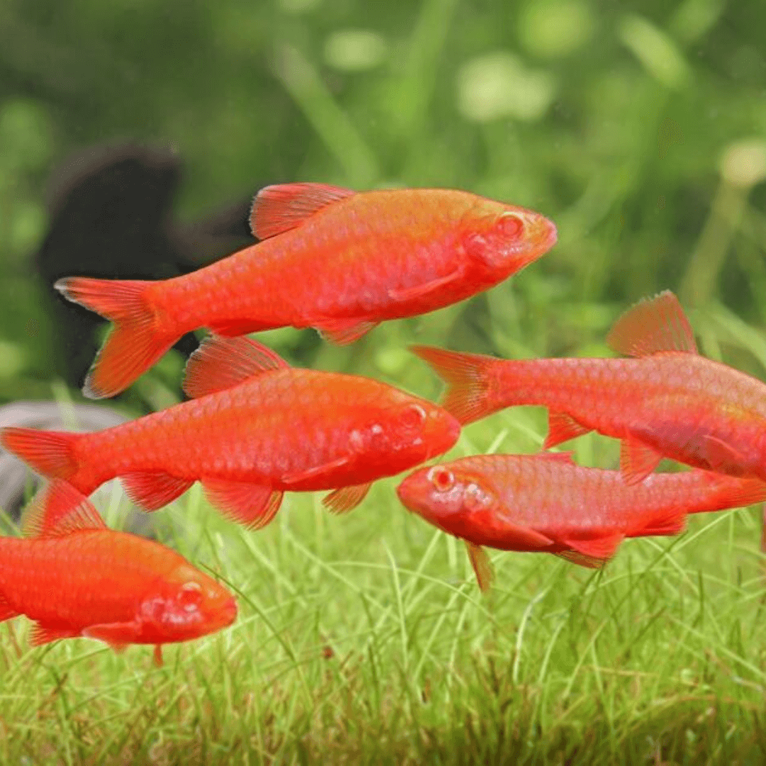 Barbus titteya albino