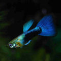 Gupi mužjak Neon Blue