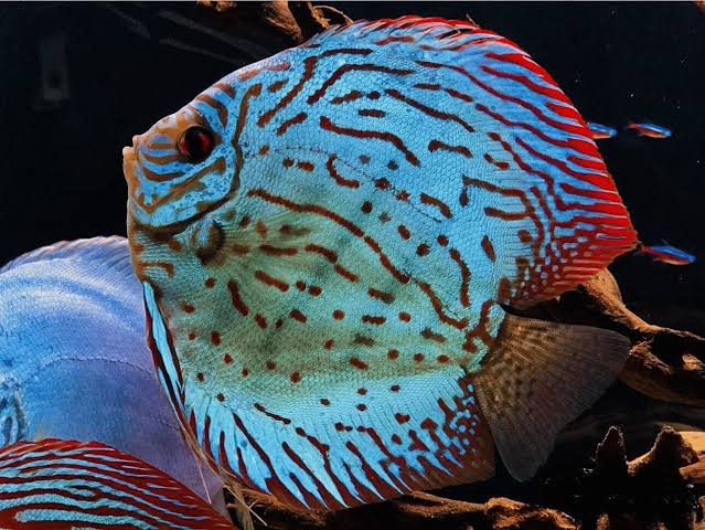 Diskus Briliant turkiz