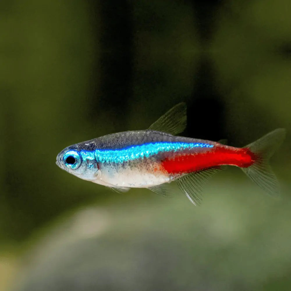 Neonke XL