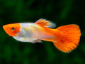 Gupi Red Cap originalni par
