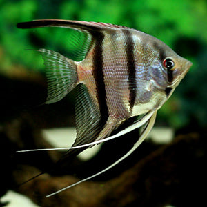 Skalarka