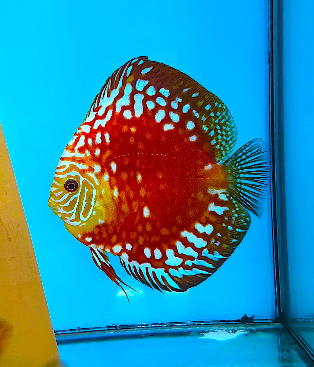 Discus Red Map
